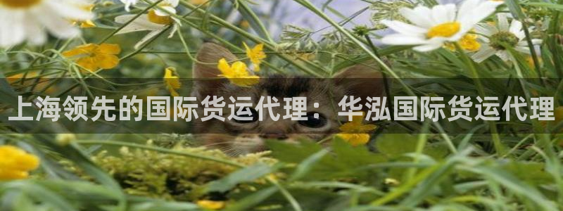 尊龙ag旗舰：上海领先的国际货运代理：华泓国际货运代理
