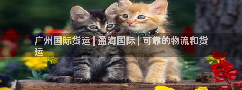 尊龙凯时app安装：广州国际货运 | 盈海国际 | 可靠