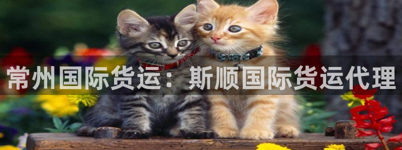 尊龙AG发财网：常州国际货运：斯顺国际货运代理